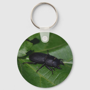 Llavero Dorcus parallelipipedus , el escarabajo de menor t