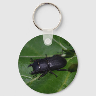 Llavero Dorcus parallelipipedus , el escarabajo de menor t
