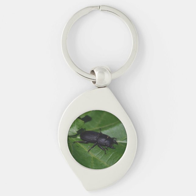 Llavero Dorcus parallelipipedus , el escarabajo de menor t (Anverso)