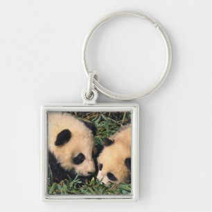 Llavero Dos crías de panda en el arbusto de bambú, Wolong,