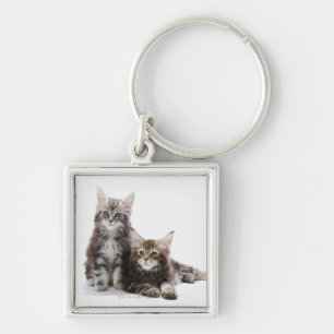 Llavero Dos gatitos de gato de coon de Maine