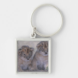 Llavero Dos león Cubs