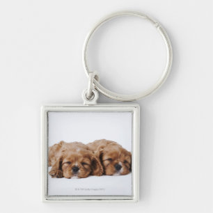 Llavero Dos perritos arrogantes del perro de aguas de rey