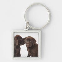 Dos perritos del labrador retriever del chocolate