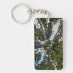 Llavero dosel de árbol de abeto de Douglas