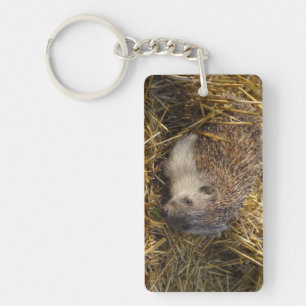 Llavero Dulce Hedgehog En El Campo Estúpido