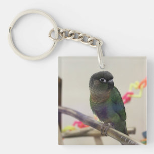 Llavero Dusky conure