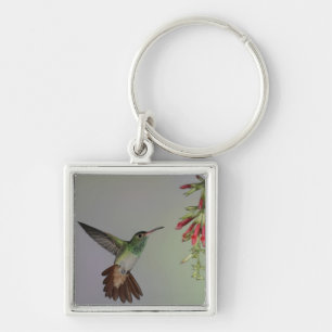 Llavero Ecuador, Tandayapa Bird Lodge. De cola rubia