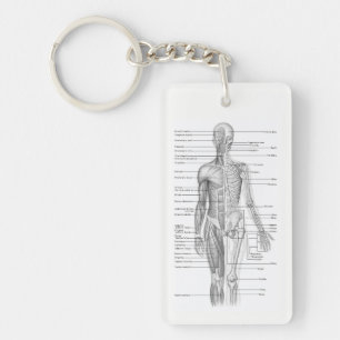 Llavero educativo humano del diagrama de la