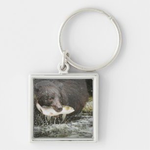 Llavero EE. UU., Alaska, Anan Creek. Primer plano de oso n