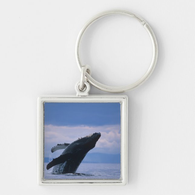 Llavero EE.UU., Alaska, Bosque Nacional Tongass, Humpback (Frente)