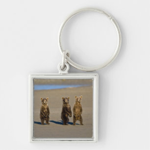 Llavero EE. UU. Alaska. Cachorros de oso pardo costero