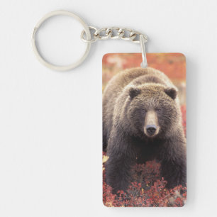Llavero EE. UU., Alaska, Parque Nacional Denali, osa grizz