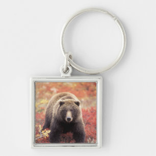Llavero EE. UU., Alaska, Parque Nacional Denali, osa grizz