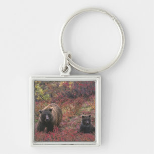 Llavero EE. UU., Alaska, Parque Nacional Denali. Oso pardo