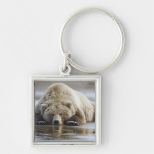 Llavero EE. UU., Alaska, Parque Nacional Katmai, Oso Pardo