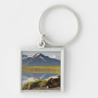EE. UU., Alaska, Parque Nacional Katmai, Osos Pard