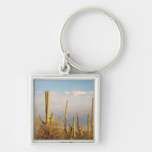 Llavero EE. UU., Arizona, Parque Nacional Saguaro, Saguaro