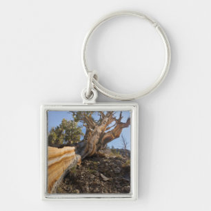 Llavero EE. UU., California, Bosque Nacional Inyo 12