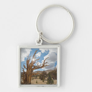 Llavero EE. UU., California, Bosque Nacional Inyo 6