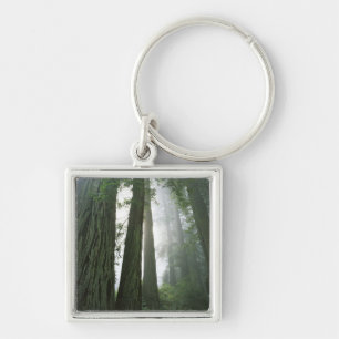 Llavero EE. UU., California, Parque Nacional Redwood, 2