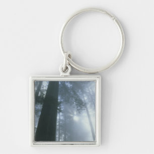 Llavero EE. UU., California, Parque Nacional Redwood, Del