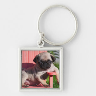 Llavero EE. UU., California. Pug cachorro despatarrado