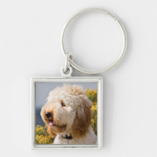 Llavero EE. UU., California. Retrato de Labradoodle 3