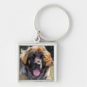Llavero EE. UU., California. Retrato de Leonberger sentado
