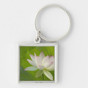 Llavero EE.UU., DC, Washington, Kenilworth Aquatic