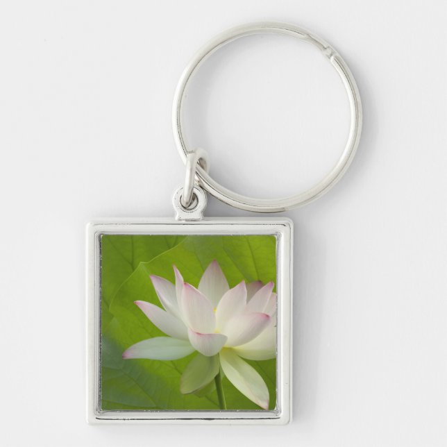 Llavero EE.UU., DC, Washington, Kenilworth Aquatic (Frente)