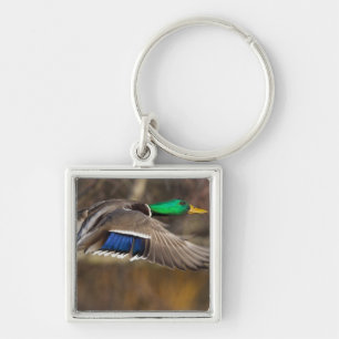 Llavero EE. UU., Estado de Washington, Mallard, macho, vue