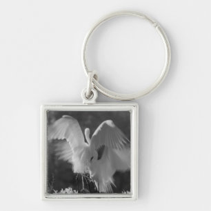 Llavero EE. UU., Florida, Gran Garza Blanca (Ardea alba) i