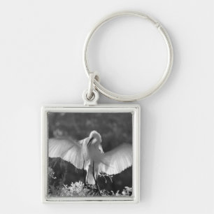 Llavero EE. UU., Florida, Gran Garza Blanca (Ardea alba) i