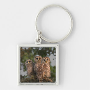 Llavero EE.UU., Florida, Humedales de Viera. Tres barras