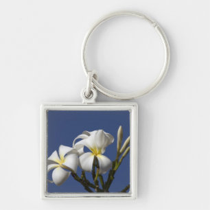 Llavero EE. UU., Hawái, Kauai, plumeria blanca.
