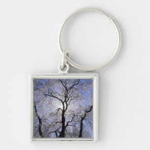 Llavero EE. UU., Kentucky, Lexington. Árbol con iluminació