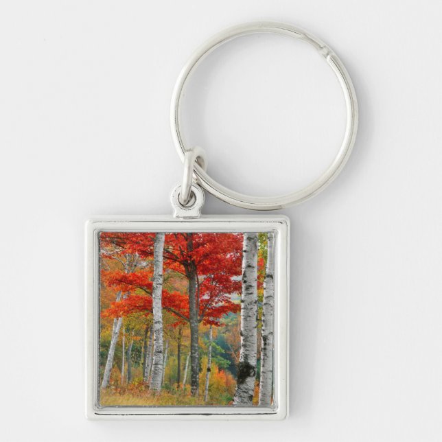 Llavero EE. UU., Maine, lago Wyman. Bosque de abedules (Frente)
