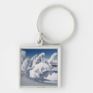 Llavero EE.UU., Oregón, Crater Lake NP. Árboles caen baj