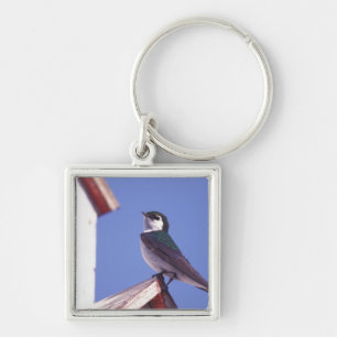 Llavero EE. UU., Oregón. Golondrina Verde-Violeta Tachycin