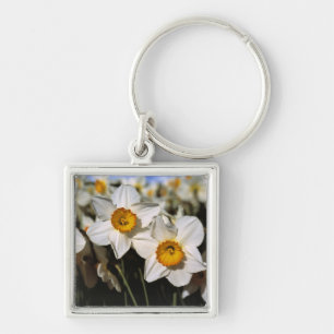 Llavero EE. UU., Oregón, Valle de Willamette. Narcisos