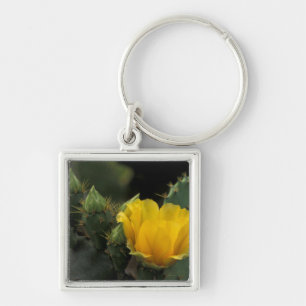 Llavero EE. UU., Texas, Cactus de pera espinosa en flor.