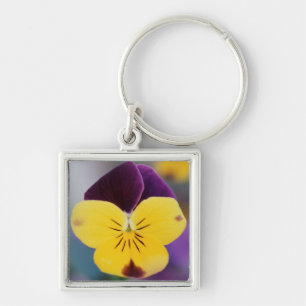 Llavero EE. UU., Utah, Primer plano de Viola tricolor en j