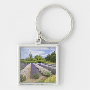 Llavero EE.UU., WA, Sequim, Granja de lavanda de niebla pú