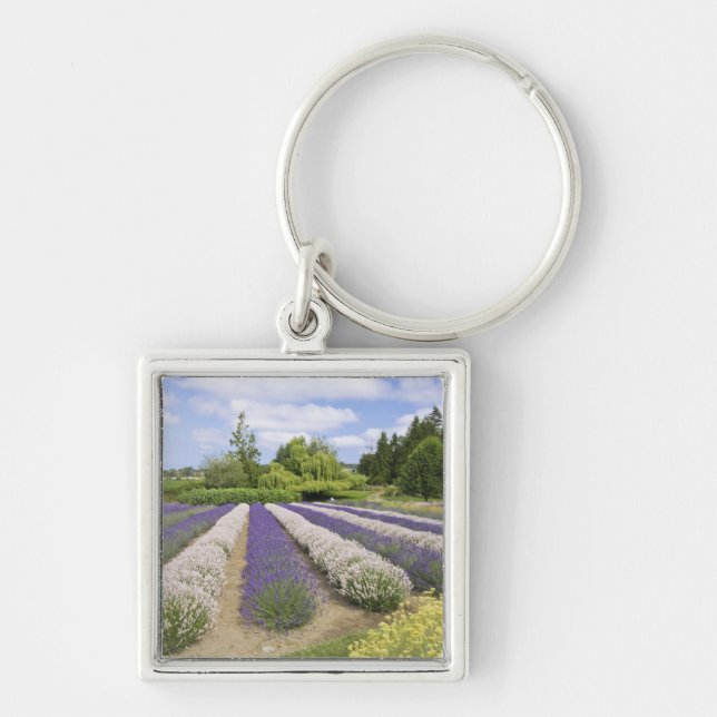 Llavero EE. UU., WA, Sequim, Granja de lavanda Purple Haze (Frente)