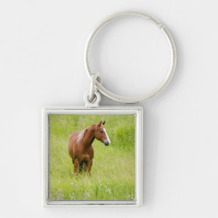 Llavero EE. UU., Washington, Caballo en Campo de Primavera