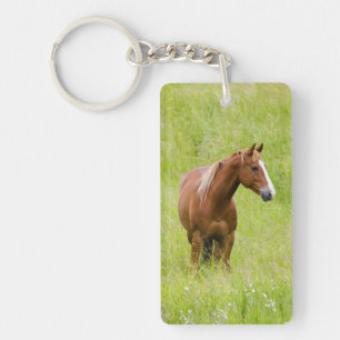 Llavero EE. UU., Washington, Caballo en campo primaveral,