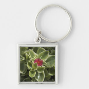 Llavero EE. UU., Washington, Woodinville, flor de Sedum