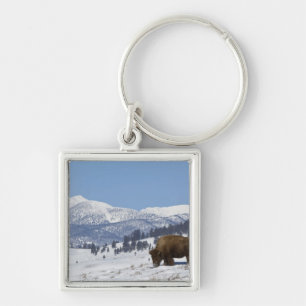 Llavero EE. UU., WY, Parque Nacional Yellowstone, Bisonte