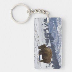 Llavero EE. UU., WY, Parque Nacional Yellowstone, Bisonte